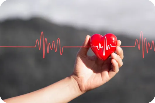 Illustration of the heart